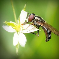 /album/wildsobidosy/photolia-a02-jpg/