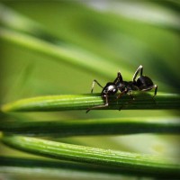 /album/wildsobidosy/photolia-a05-jpg/