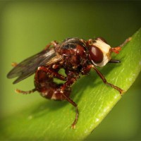 /album/wildsobidosy/photolia-a06-jpg/