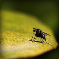 /album/wildsobidosy/photolia-a07-jpg/