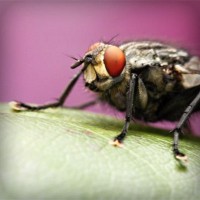 /album/wildsobidosy/photolia-a08-jpg/